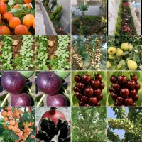 آبیاری هوشمند قطره ای باغ و باغچه|خدمات باغبانی و درختکاری|قم, میرزائیه|دیوار