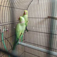 طوطی ملنگو|پرنده|قم, پردیسان|دیوار