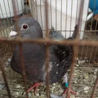 کبوتر پلاکی