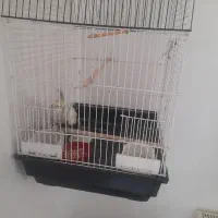 عروس هلندی با قفس|پرنده|شاهین‌شهر, گرگاب|دیوار