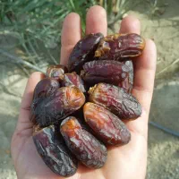 خرما پیارم بوشهری|خوردنی و آشامیدنی|قم, سراجه (۱۵ خرداد)|دیوار
