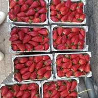 نهال توت فرنگی سابرینا 20/000/000 تومان|خدمات باغبانی و درختکاری|دلند, |دیوار