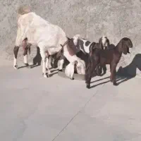 بز سه قلو زاه|حیوانات مزرعه|کرمان, |دیوار