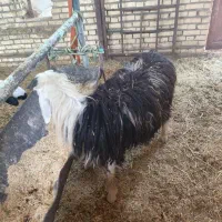 گوسفند عوسی و بز نر|حیوانات مزرعه|خرمشهر, |دیوار