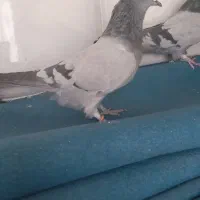 کبوتر اصفهانی پر|پرنده|برخوار, |دیوار