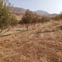 فروش باغ|فروش دفتر صنعتی، کشاورزی، تجاری|اشنویه, |دیوار