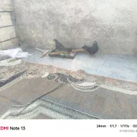 کفتر جف زاغ مشکی سبز کاهویی سوسکی