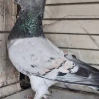 کبوتر  طاوسی نر