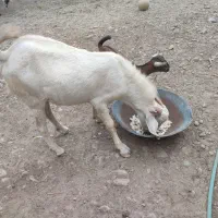 نری|حیوانات مزرعه|قلعه قاضی, |دیوار