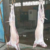 گوسفند بره کهره شهرک صنعتی|حیوانات مزرعه|شیراز, شهرک صنعتی شیراز|دیوار