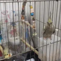 عروس‌هلندی