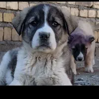 توله نر ماده سرابی ۴ماهه
