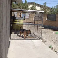 قفس سگ|لوازم جانبی حیوانات|رباطکریم, شهرک صنعتی نصیرآباد|دیوار