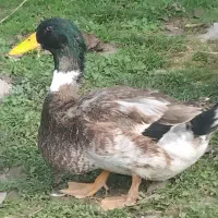 ۴۰ عدد اردک نر|حیوانات مزرعه|رشت, فلسطین|دیوار