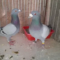 کفتر|پرنده|مود, |دیوار