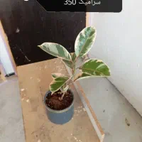 گیاه آپارتمانی دیفن و غیره|گل و گیاه طبیعی|وحدتیه, |دیوار