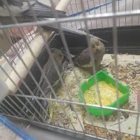 یه جفت عروس هلندی به همراه جوجه|پرنده|همدان, |دیوار