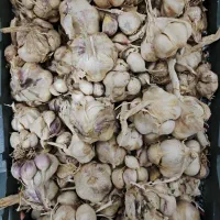 سیر تازه و درشت