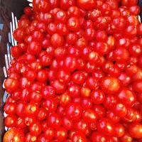 گوجه گیلاسی