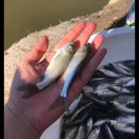 بچه ماهی گرمابی