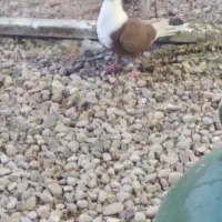 فروش ماده مخمل