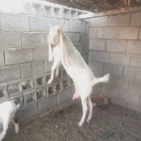 بز گلابی|حیوانات مزرعه|میناب, |دیوار