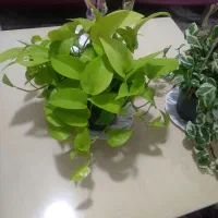گل پتوس نعون|گل و گیاه طبیعی|تهران, مجیدیه|دیوار