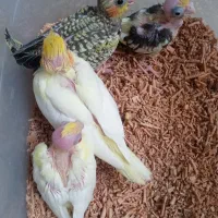 جوجه عروس  و کوتوله سرلاکی|پرنده|کاشان, باغ ماجد|دیوار