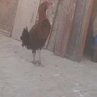 خروس لاری مینیاتوری|حیوانات مزرعه|قم, انصارالحسین|دیوار