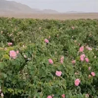 فروش-باغ-گل