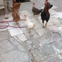 مرغ وخروس
