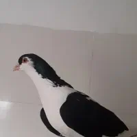 ساده و سبز