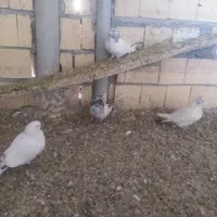 کبوتر 13تا فروشی