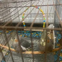 ۳عدد طوطی برزیلی و یک جفت عروس هلندی|پرنده|میاندوآب, |دیوار