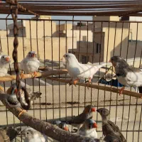 فنچ دونه ای100|پرنده|تهران, پرستار|دیوار