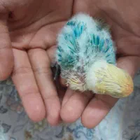 جوجه سرلاکی  طوطی برزیلی|پرنده|قم, یزدان‌شهر|دیوار