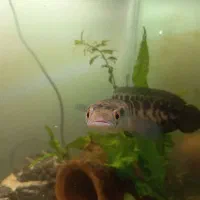 ماهی چانا سر ماری|ماهی|مشهد, ابوذر|دیوار