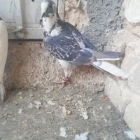 حیون پرشی|پرنده|تربت‌حیدریه, داروپخش|دیوار