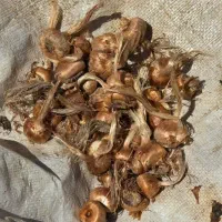 پیاز زعفران