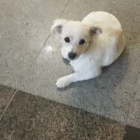 فروش سگ قیمت دو میلیون(20/000/000)