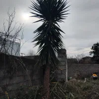 یوکا ۱۰ ساله