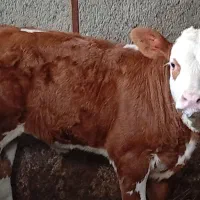 گوساله سیمینتال آخر جنس اصیل شیری