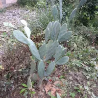 گل های طبیعی|گل و گیاه طبیعی|قائمشهر, |دیوار