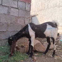 3عدد بز افقانی بشرط صحیح وسالم