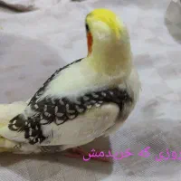 لطفا هرکه پیداش کرداطلاع بده بلوارملاصدرا