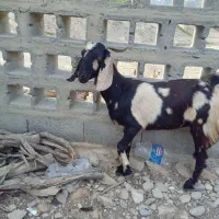 بز نزار چاق