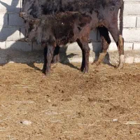 یک عدد گاو با گوساله ماده شکم اول|حیوانات مزرعه|آق قلا, |دیوار