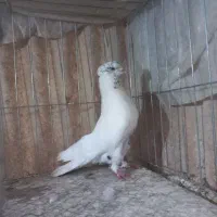 کفتر کلدوم سبز