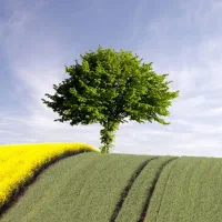 شراکت جهت فروش موادغذایی