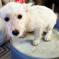 سگ نژاد شیتژو شناسنامه دار